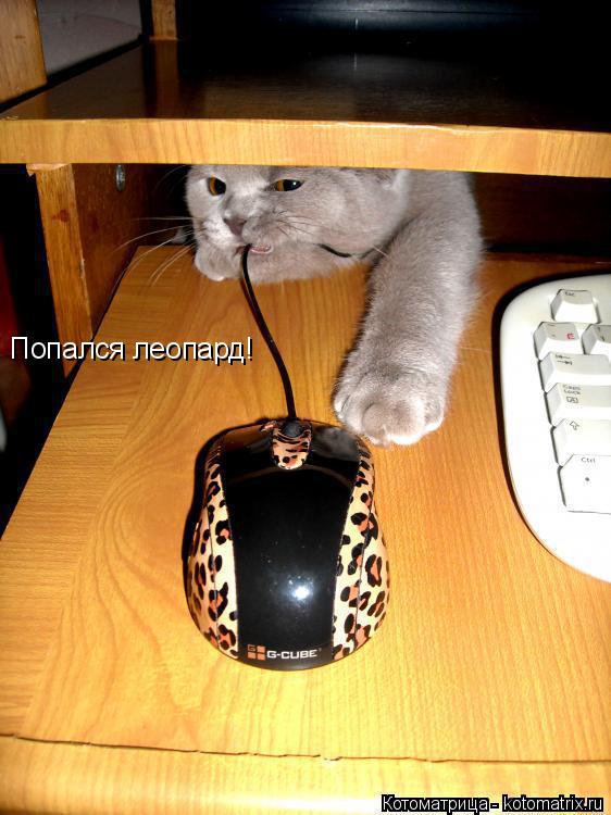 Попался леопард!... Котоматрица: Попался леопард!