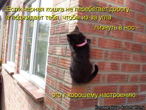 Котоматрица: Если чёрная кошка не перебегает дорогу, а поджидает тебя, чтобы из-за угла лизнуть в нос - это к хорошему настроению.
