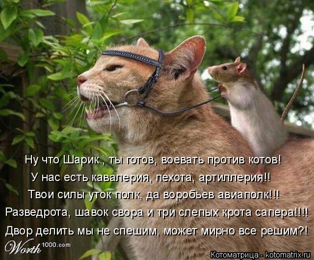 Ну что Шарик , ты готов, воевать против котов! Твои силы уток полк, да воробьев авиаполк!!! У нас ес... Котоматрица: Ну что Шарик , ты готов, воевать против котов! Твои силы уток полк, да воробьев авиаполк!!! У нас есть кавалерия, пехота, артиллерия!! Разведро