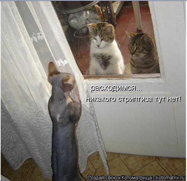 расходимся... никакого стриптиза тут нет!... Котоматрица: расходимся... никакого стриптиза тут нет!
