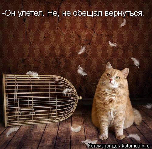 -Он улетел. Не, не обещал вернуться.... Котоматрица: -Он улетел. Не, не обещал вернуться.