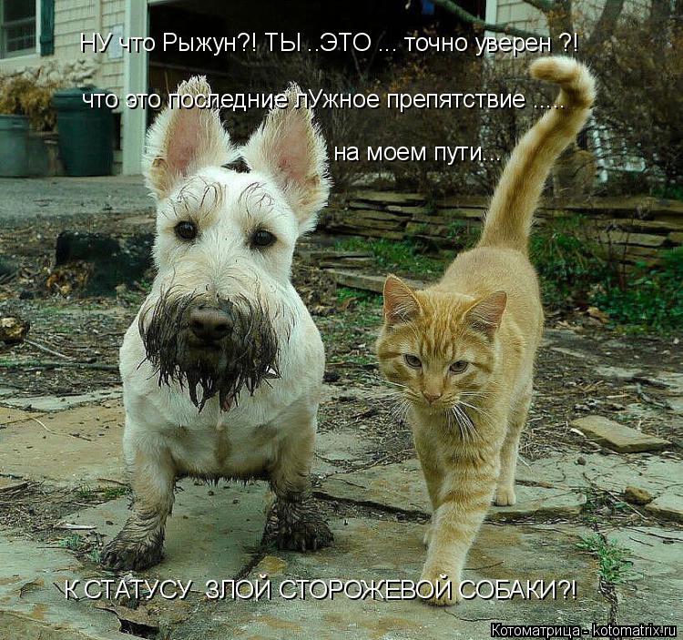 НУ что Рыжун?! ТЫ ..ЭТО ... точно уверен ?! что это последние лУжное препятствие ..... на моем пути... Котоматрица: НУ что Рыжун?! ТЫ ..ЭТО ... точно уверен ?! что это последние лУжное препятствие ..... на моем пути... К СТАТУСУ ЗЛОЙ СТОРОЖЕВОЙ СОБАКИ?!