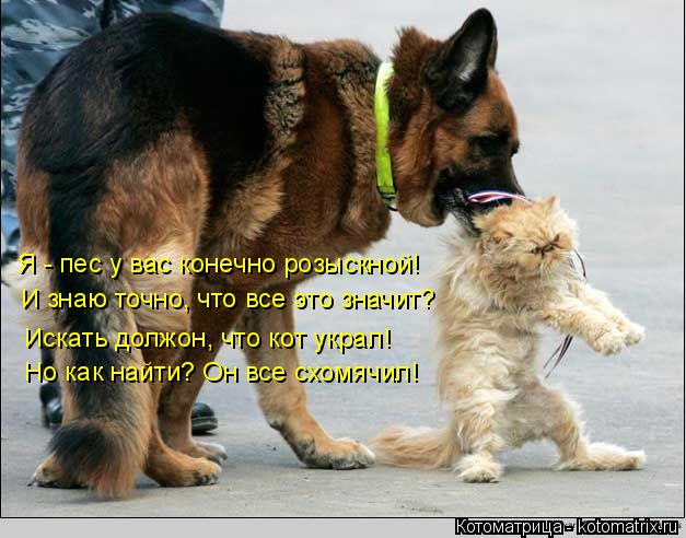 Я - пес у вас конечно розыскной! И знаю точно, что все это значит? Искать должон, что кот украл! Но к... Котоматрица: Я - пес у вас конечно розыскной! И знаю точно, что все это значит? Искать должон, что кот украл! Но как найти? Он все схомячил!