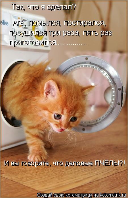 Так, что я сделал? Ага, помылся, постирался, посушился три раза, пять раз приготовился................. Котоматрица: Так, что я сделал? Ага, помылся, постирался, посушился три раза, пять раз приготовился............... И вы говорите, что деловые ПЧЁЛЫ?!