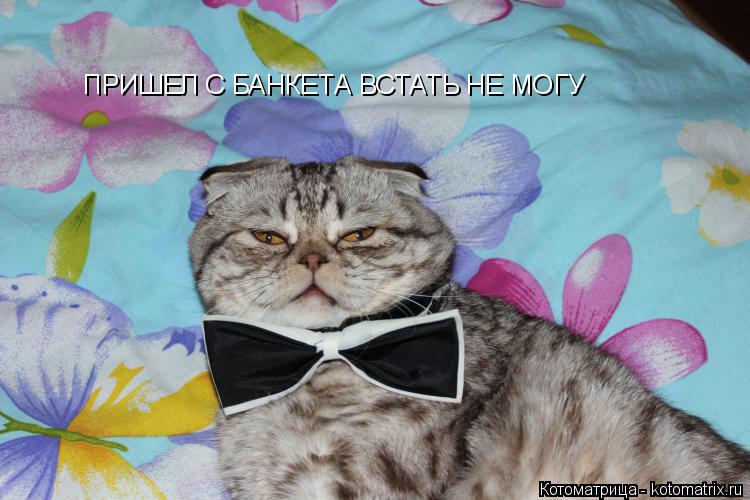 ПРИШЕЛ С БАНКЕТА ВСТАТЬ НЕ МОГУ... Котоматрица: ПРИШЕЛ С БАНКЕТА ВСТАТЬ НЕ МОГУ