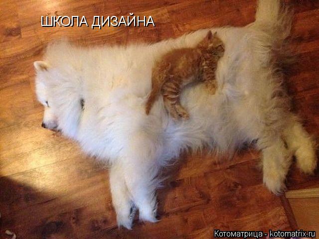 ШКОЛА ДИЗАЙНА... Котоматрица: ШКОЛА ДИЗАЙНА