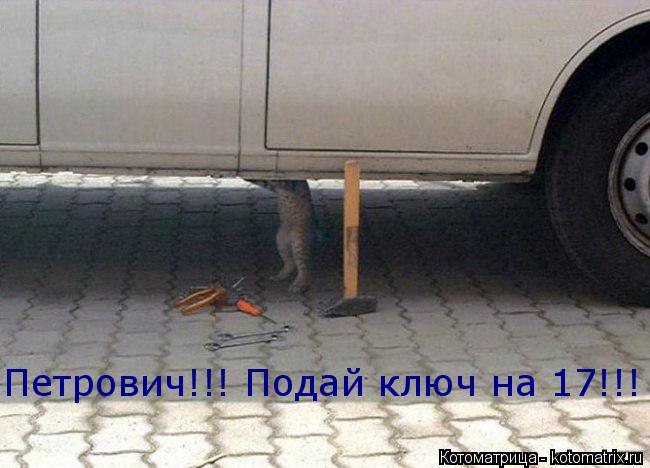 Петрович!!! Подай ключ на 17!!!... Котоматрица: Петрович!!! Подай ключ на 17!!!