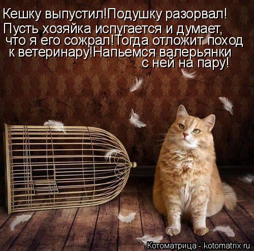 Кешку выпустил!Подушку разорвал! Пусть хозяйка испугается и думает, что я его сожрал!Тогда отложит по... Котоматрица: Кешку выпустил!Подушку разорвал! Пусть хозяйка испугается и думает, что я его сожрал!Тогда отложит поход к ветеринару!Напьемся валерьянки