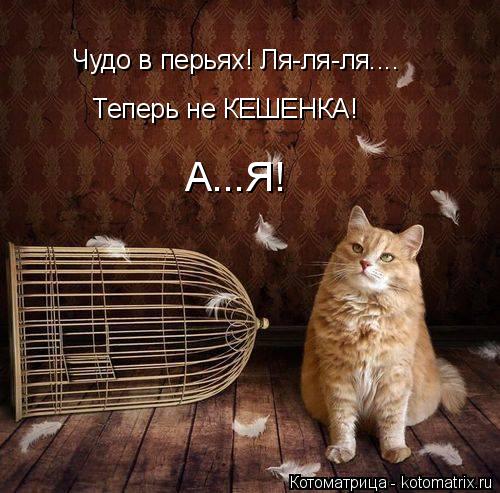 Чудо в перьях! Ля-ля-ля.... Теперь не КЕШЕНКА! А...Я!... Котоматрица: Чудо в перьях! Ля-ля-ля.... Теперь не КЕШЕНКА! А...Я!