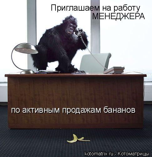 Приглашаем на работу МЕНЕДЖЕРА по активным продажам бананов... Котоматрица: Приглашаем на работу МЕНЕДЖЕРА по активным продажам бананов