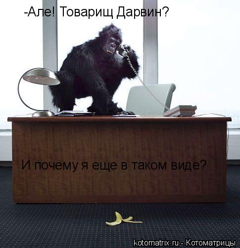 -Але! Товарищ Дарвин? И почему я еще в таком виде?... Котоматрица: -Але! Товарищ Дарвин? И почему я еще в таком виде?
