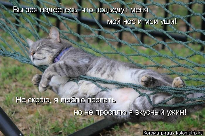 Вы зря надеетесь, что подведут меня мой нос и мои уши! Не скрою, я люблю поспать, но не просплю я вк... Котоматрица: Вы зря надеетесь, что подведут меня мой нос и мои уши! Не скрою, я люблю поспать, но не просплю я вкусный ужин!