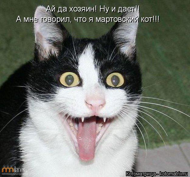 Ай да хозяин! Ну и дает!! А мне говорил, что я мартовский кот!!!... Котоматрица: Ай да хозяин! Ну и дает!! А мне говорил, что я мартовский кот!!!