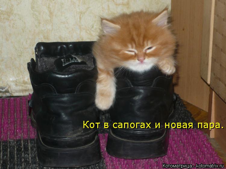 Кот в сапогах и новая пара.... Котоматрица: Кот в сапогах и новая пара.