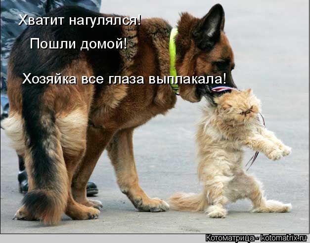 Хватит нагулялся! Хозяйка все глаза выплакала! Пошли домой!... Котоматрица: Хватит нагулялся! Хозяйка все глаза выплакала! Пошли домой!