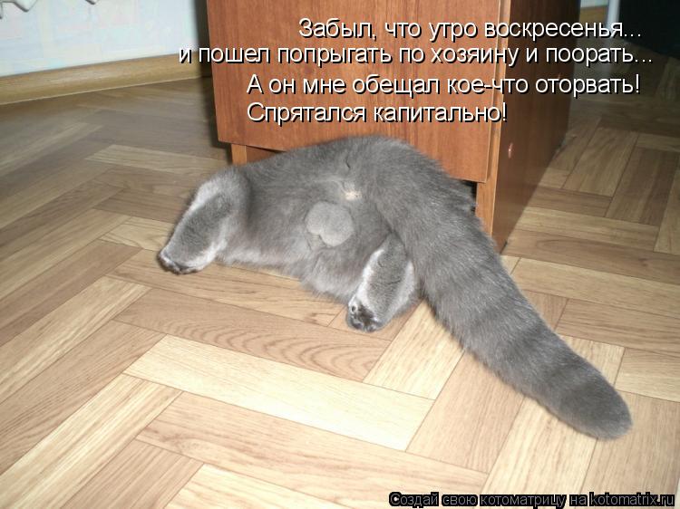 Забыл, что утро воскресенья... и пошел попрыгать по хозяину и поорать... А он мне обещал кое-что ото... Котоматрица: Забыл, что утро воскресенья... и пошел попрыгать по хозяину и поорать... А он мне обещал кое-что оторвать! Спрятался капитально!