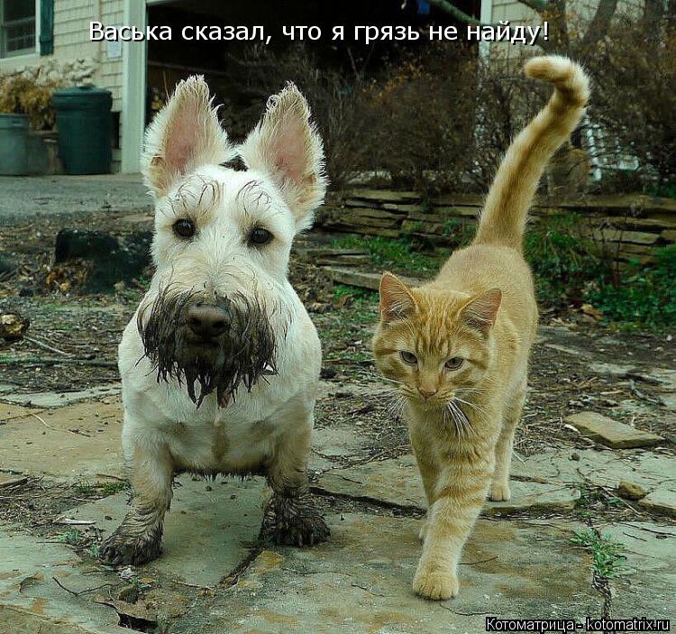 Васька сказал, что я грязь не найду!... Котоматрица: Васька сказал, что я грязь не найду!