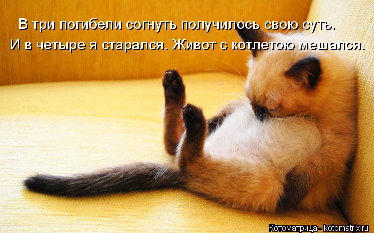 В три погибели согнуть получилось свою суть. И в четыре я старался. Живот с котлетою мешался.... Котоматрица: В три погибели согнуть получилось свою суть. И в четыре я старался. Живот с котлетою мешался.