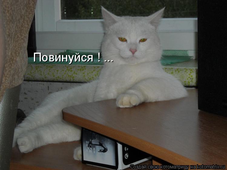 Повинуйся ! ...... Котоматрица: Повинуйся ! ...