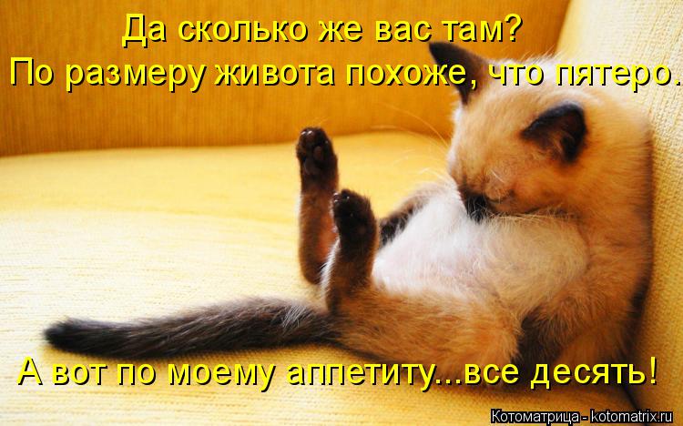 Да сколько же вас там? По размеру живота похоже, что пятеро. А вот по моему аппетиту...все десять!... Котоматрица: Да сколько же вас там? По размеру живота похоже, что пятеро. А вот по моему аппетиту...все десять!