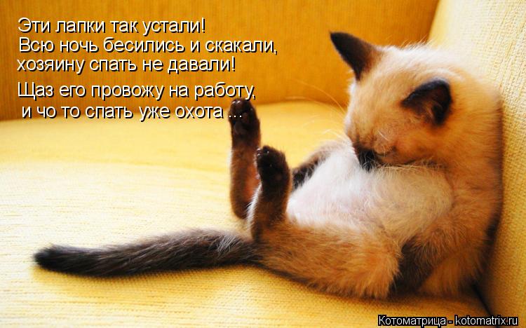 Эти лапки так устали! Всю ночь бесились и скакали, хозяину спать не давали! Щаз его провожу на рабо... Котоматрица: Эти лапки так устали! Всю ночь бесились и скакали, хозяину спать не давали! Щаз его провожу на работу, и чо то спать уже охота ...
