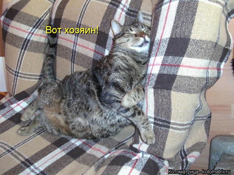 Вот хозяин! смотреть же надо куда садиться!... Котоматрица: Вот хозяин! смотреть же надо куда садиться!