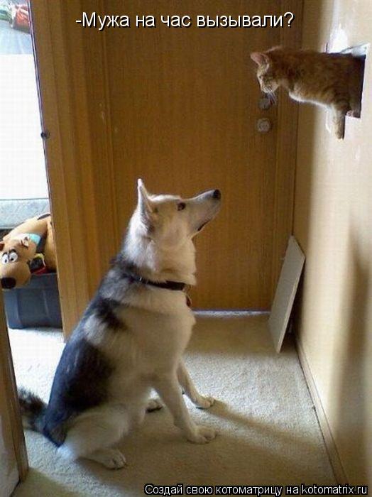-Мужа на час вызывали?... Котоматрица: -Мужа на час вызывали?