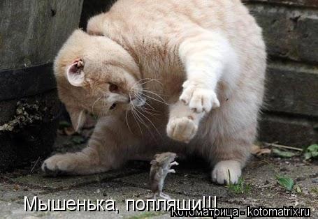 Мышенька, попляши!!!... Котоматрица: Мышенька, попляши!!!