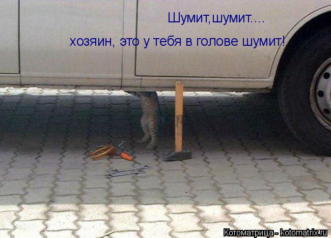 Шумит,шумит.... хозяин, это у тебя в голове шумит!... Котоматрица: Шумит,шумит.... хозяин, это у тебя в голове шумит!