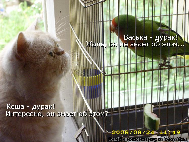 Васька - дурак! Жаль, он не знает об этом... Кеша - дурак! Интересно, он знает об этом?... Котоматрица: Васька - дурак! Жаль, он не знает об этом... Кеша - дурак! Интересно, он знает об этом?