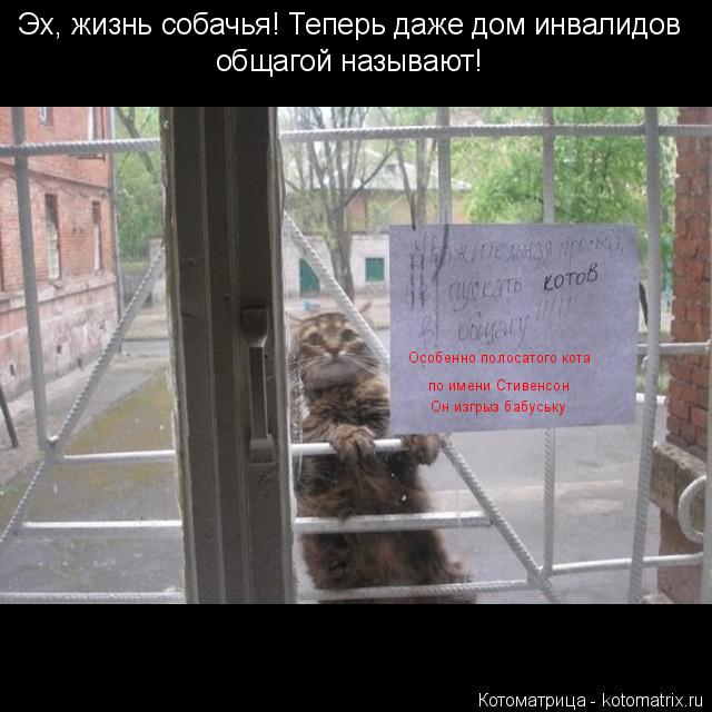 Эх, жизнь собачья! Теперь даже дом инвалидов общагой называют! Особенно полосатого кота по имени Сти... Котоматрица: Эх, жизнь собачья! Теперь даже дом инвалидов общагой называют! Особенно полосатого кота по имени Стивенсон Он изгрыз бабуську