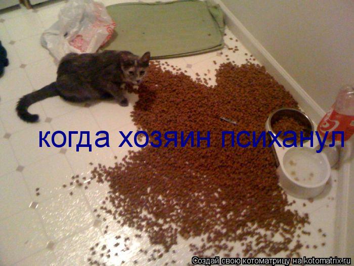 когда хозяин психанул... Котоматрица: когда хозяин психанул