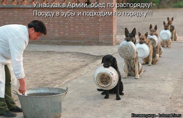 Котоматрица: У нас как в Армии, обед по распорядку! Посуду в зубы и подходим по порядку!!!