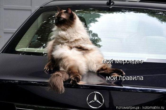 мой мерседес мои правила... Котоматрица: мой мерседес мои правила