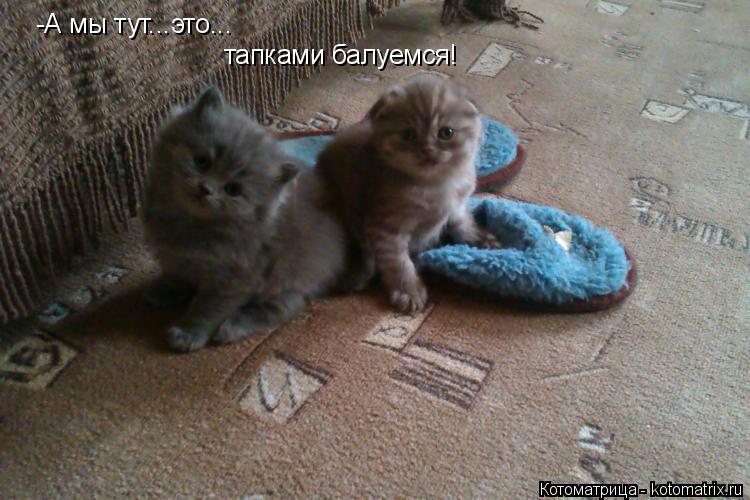 -А мы тут...это... тапками балуемся!... Котоматрица: -А мы тут...это... тапками балуемся!