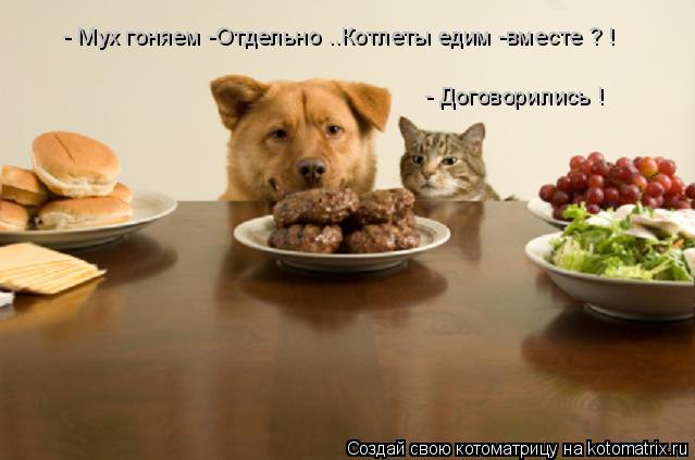 - Мух гоняем -Отдельно ..Котлеты едим -вместе ? ! - Договорились !... Котоматрица: - Мух гоняем -Отдельно ..Котлеты едим -вместе ? ! - Договорились !