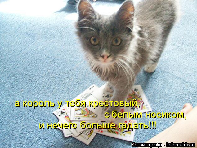 а король у тебя крестовый, с белым носиком, и нечего больше гадать!!!... Котоматрица: а король у тебя крестовый, с белым носиком, и нечего больше гадать!!!