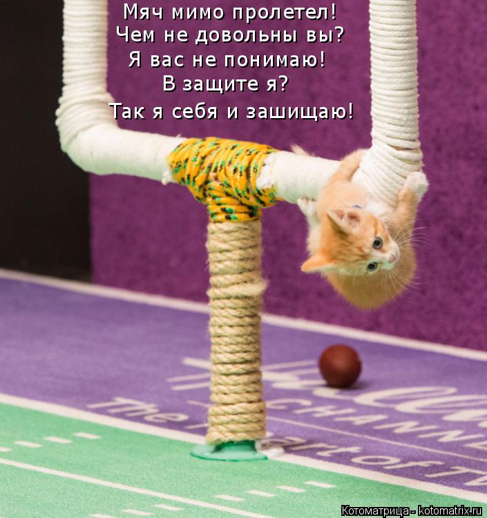 Мяч мимо пролетел! Чем не довольны вы? Я вас не понимаю! В защите я? Так я себя и зашищаю!... Котоматрица: Мяч мимо пролетел! Чем не довольны вы? Я вас не понимаю! В защите я? Так я себя и зашищаю!