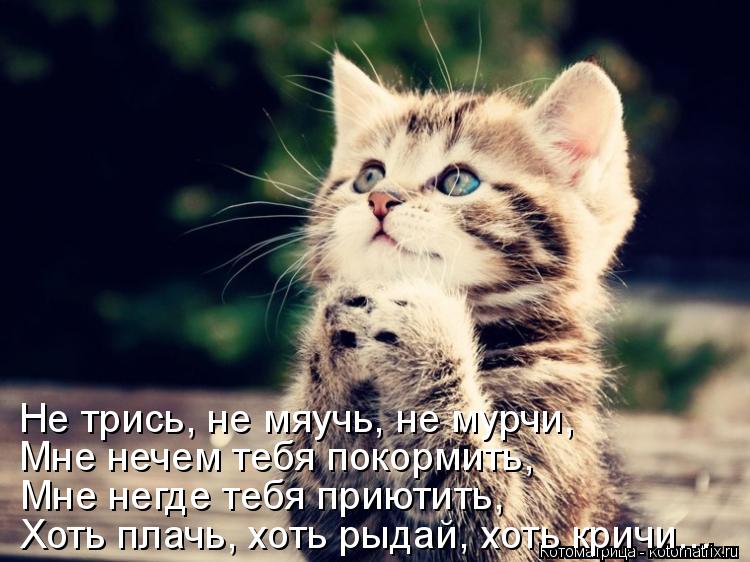 Хоть плачь, хоть рыдай, хоть кричи... Мне негде тебя приютить, Мне нечем тебя покормить, Не трись, не... Котоматрица: Хоть плачь, хоть рыдай, хоть кричи... Мне негде тебя приютить, Мне нечем тебя покормить, Не трись, не мяучь, не мурчи,