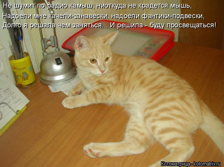 Не шумит по радио камыш, ниоткуда не крадется мышь, Надоели мне качели-занавески, надоели фантики-под... Котоматрица: Не шумит по радио камыш, ниоткуда не крадется мышь, Надоели мне качели-занавески, надоели фантики-подвески, Долго я решала чем заняться... И р