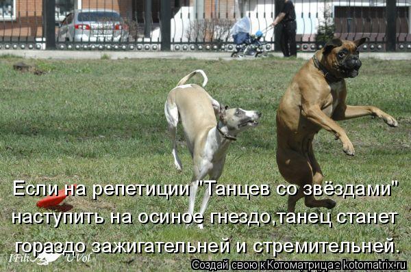 Если на репетиции "Танцев со звёздами" наступить на осиное гнездо,танец станет гораздо зажигательней ... Котоматрица: Если на репетиции "Танцев со звёздами" наступить на осиное гнездо,танец станет гораздо зажигательней и стремительней.