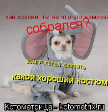 хэй хозяин! ты на что это намикать собрался? эээмм я хотел сказать какой хороший костюм! собрался? ээ... Котоматрица: хэй хозяин! ты на что это намикать собрался? эээмм я хотел сказать какой хороший костюм! собрался? ээм я хотел сказать какой хороший костюм! !