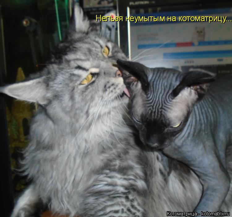 Нельзя неумытым на котоматрицу...... Котоматрица: Нельзя неумытым на котоматрицу...