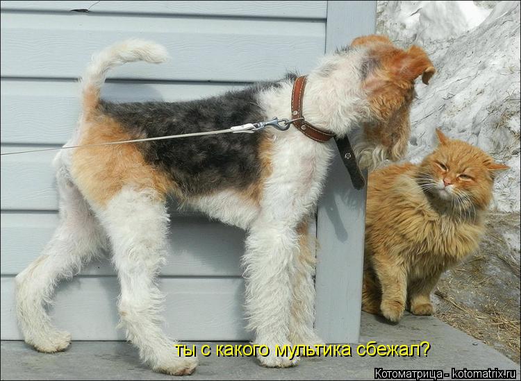 ты с какого мультика сбежал?... Котоматрица: ты с какого мультика сбежал?