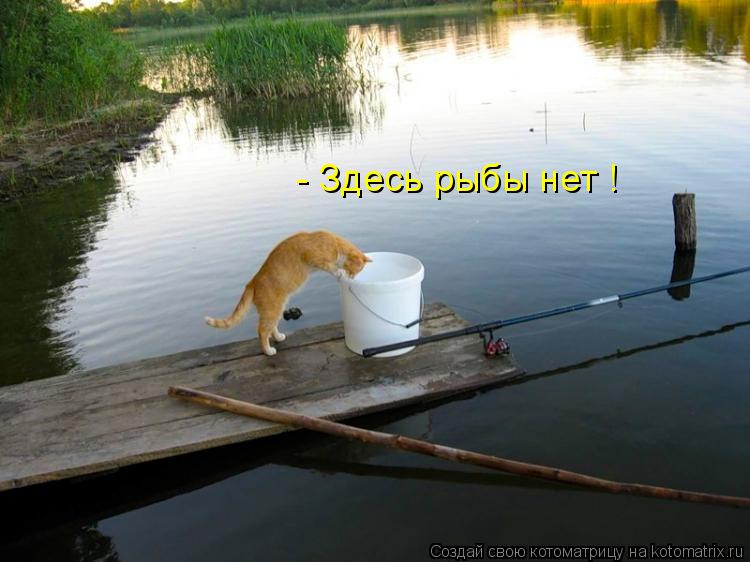 - Здесь рыбы нет !... Котоматрица: - Здесь рыбы нет !