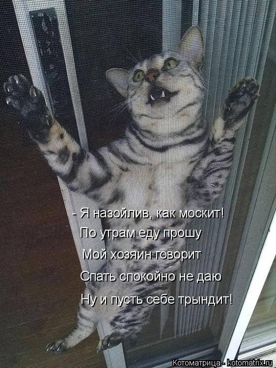 - Я назойлив, как москит! По утрам еду прошу Мой хозяин говорит Спать спокойно не даю Ну и пусть себе... Котоматрица: - Я назойлив, как москит! По утрам еду прошу Мой хозяин говорит Спать спокойно не даю Ну и пусть себе трындит!