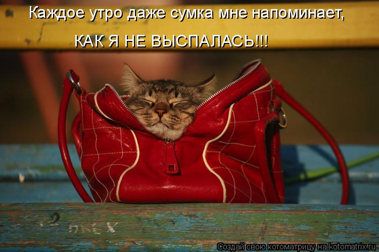 Каждое утро даже сумка мне напоминает, КАК Я НЕ ВЫСПАЛАСЬ!!!... Котоматрица: Каждое утро даже сумка мне напоминает, КАК Я НЕ ВЫСПАЛАСЬ!!!