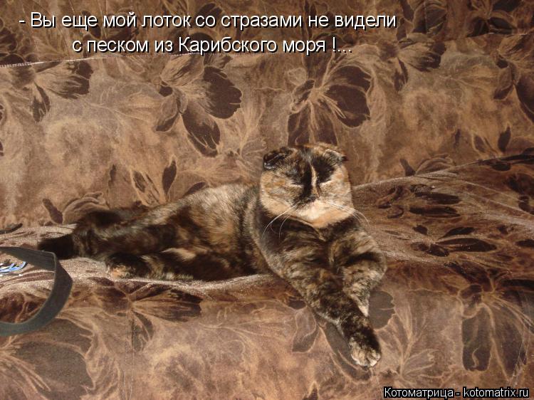 - Вы еще мой лоток со стразами не видели с песком из Карибского моря !...... Котоматрица: - Вы еще мой лоток со стразами не видели с песком из Карибского моря !...