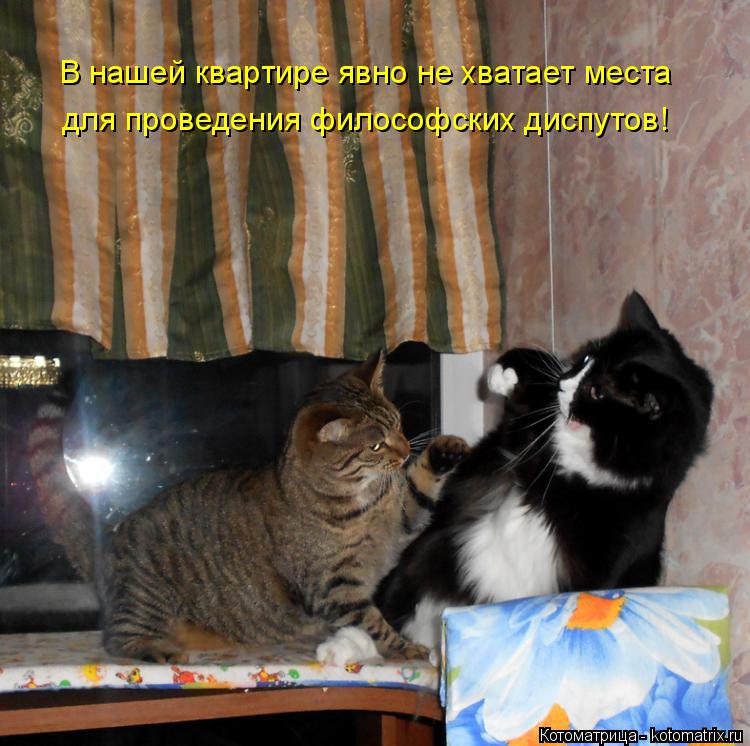 В нашей квартире явно не хватает места для проведения философских диспутов!... Котоматрица: В нашей квартире явно не хватает места для проведения философских диспутов!