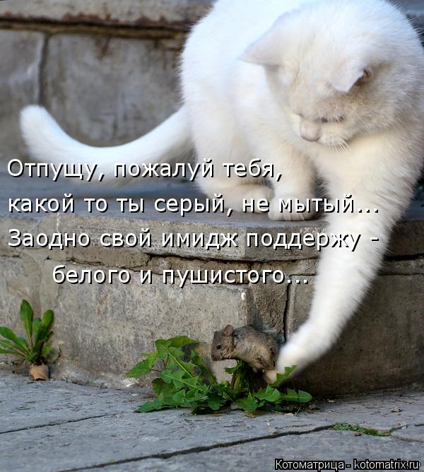 Отпущу, пожалуй тебя, какой то ты серый, не мытый... Заодно свой имидж поддержу - белого и пушистого.... Котоматрица: Отпущу, пожалуй тебя, какой то ты серый, не мытый... Заодно свой имидж поддержу - белого и пушистого...